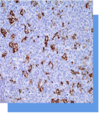 Macrophage抗体试剂